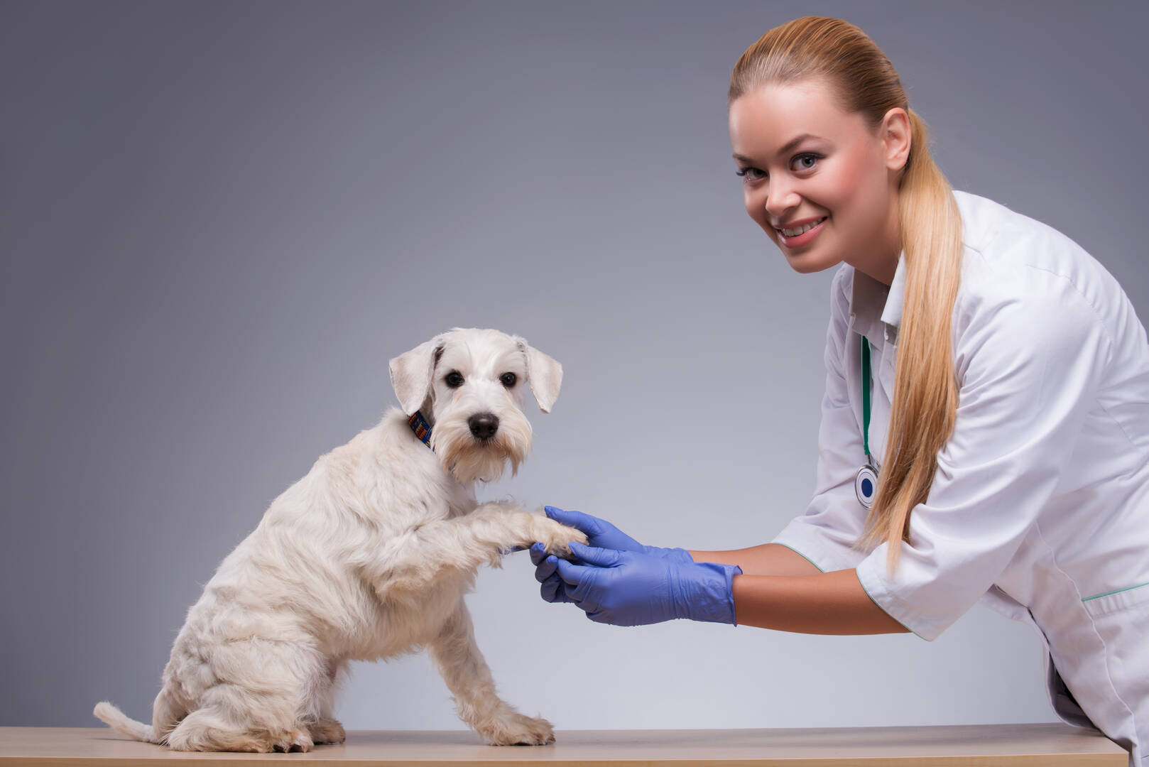 Out of This World Dog Training
